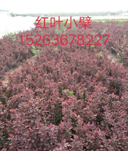 紅葉小蘗