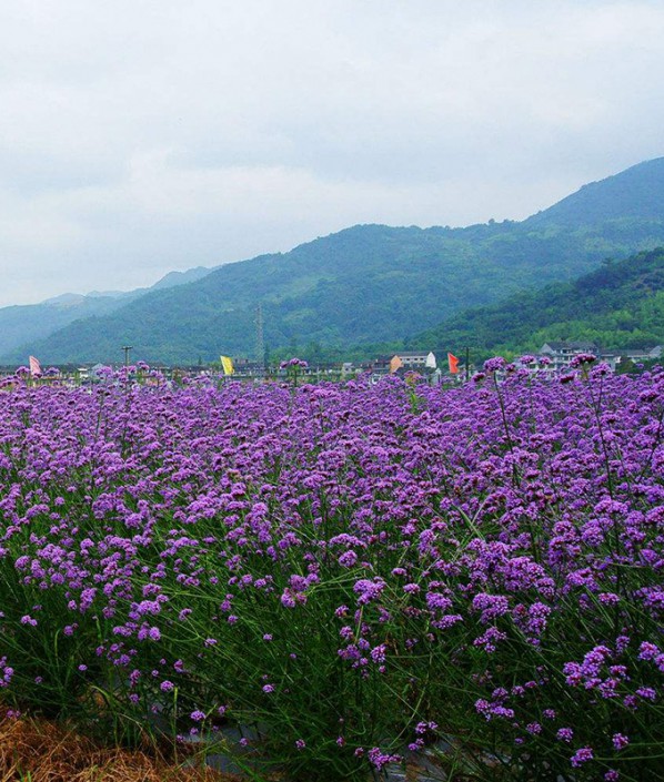 鼠尾草花海