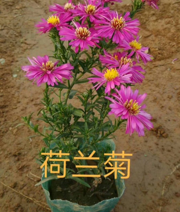荷蘭菊