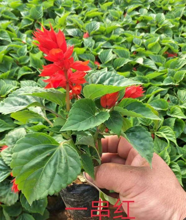 一串紅