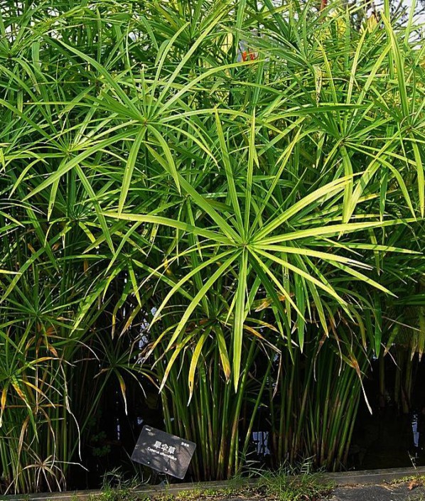 旱傘草