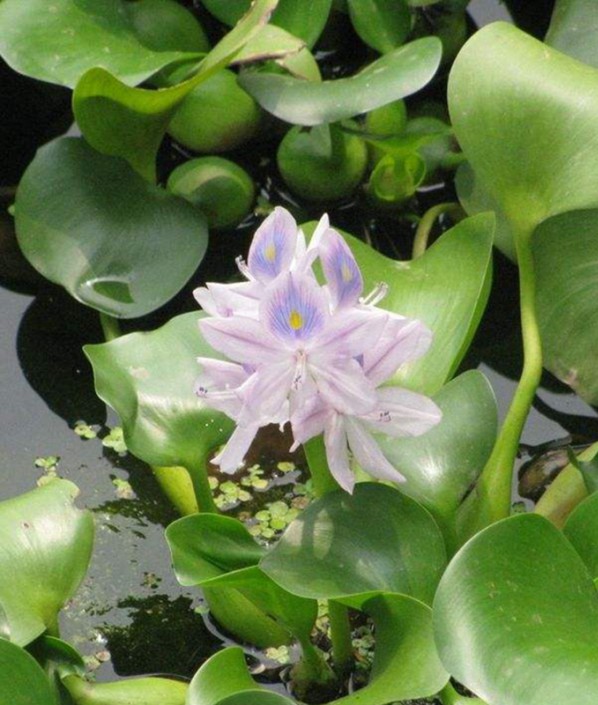 水葫蘆