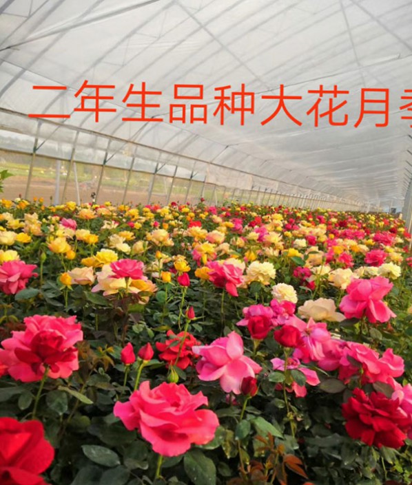 大花月季