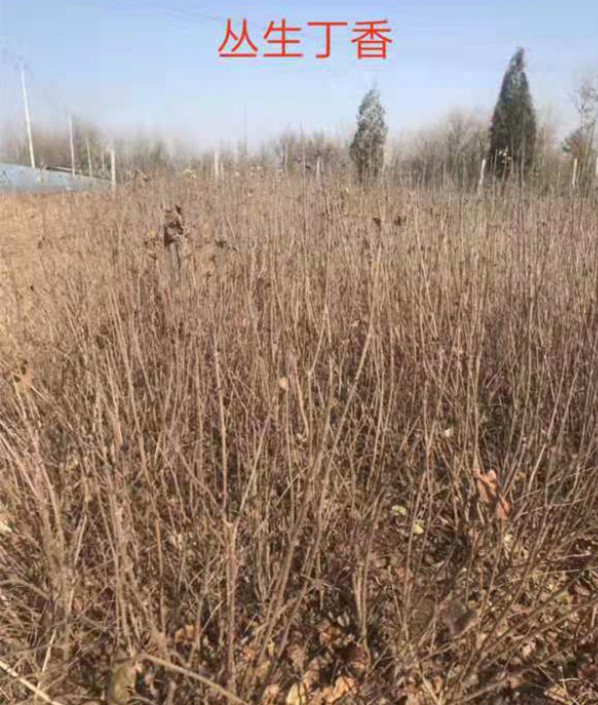 叢生丁香