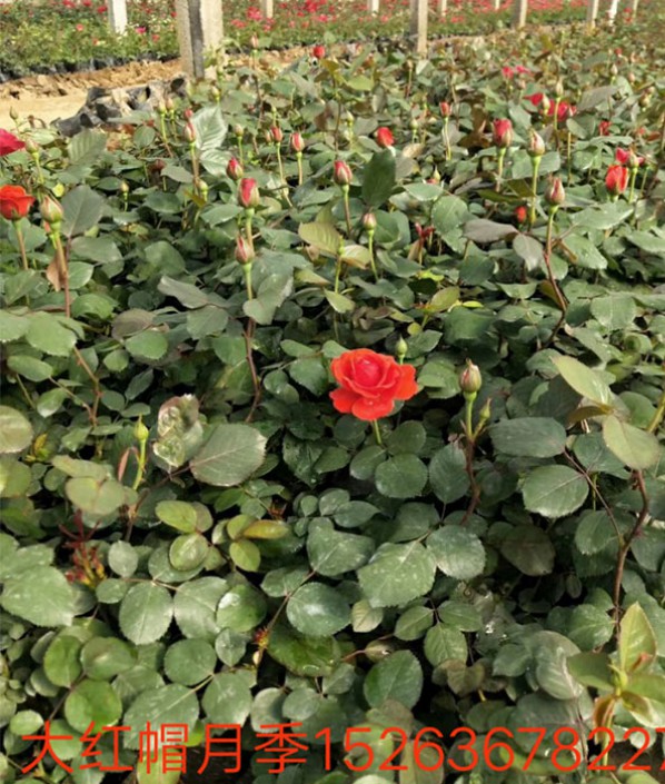 大紅帽月季