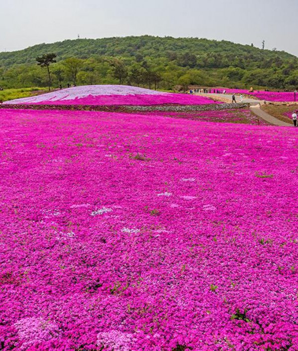 芝櫻花海
