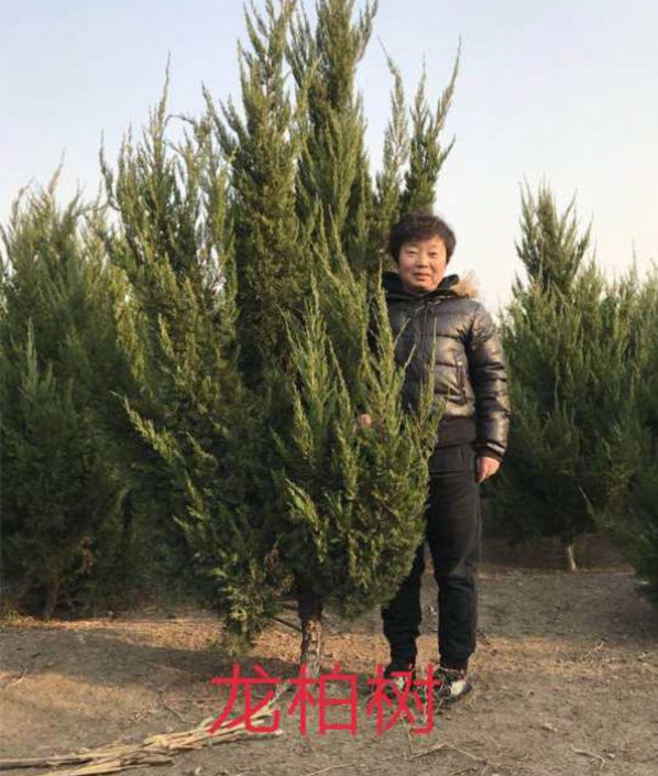 龍柏樹
