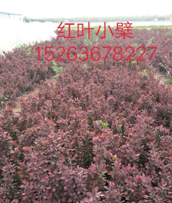 紅葉小蘗