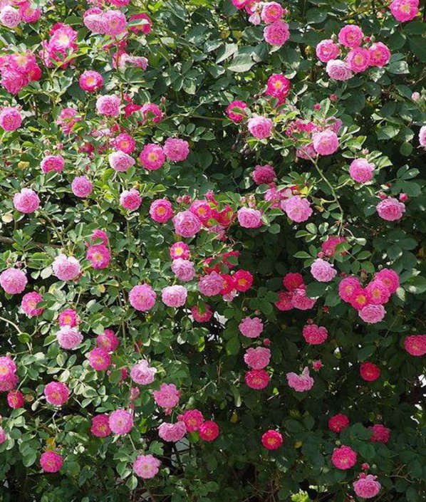粉花薔薇