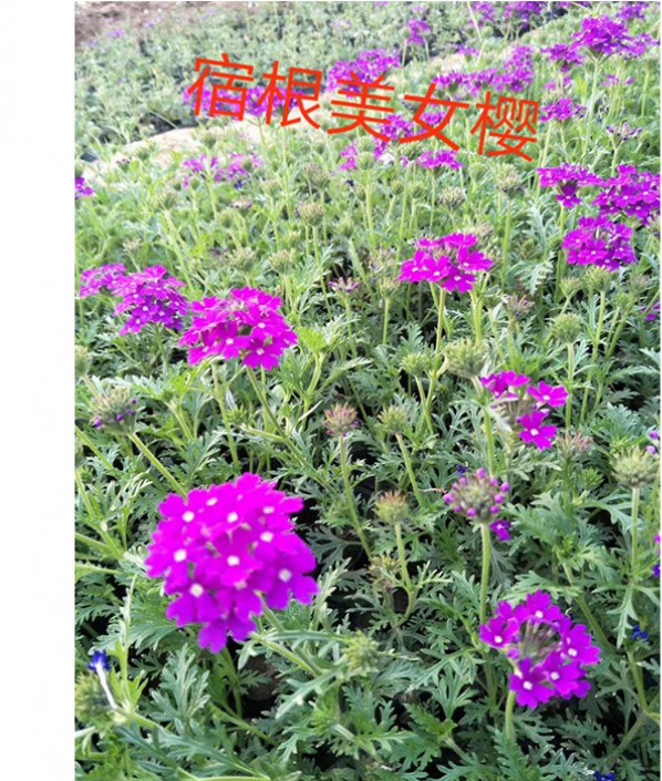 美女櫻