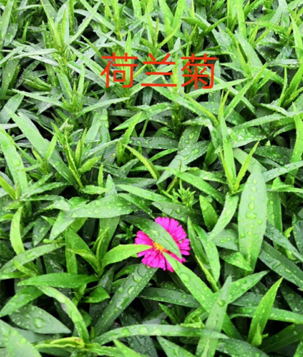 荷蘭菊