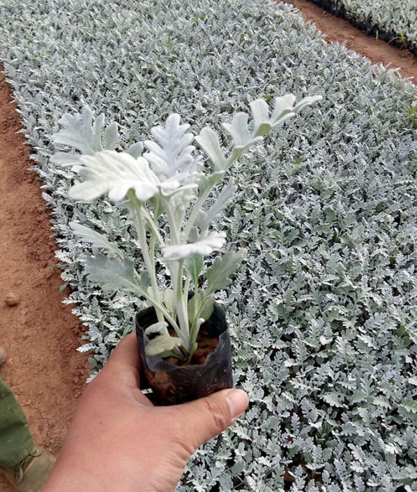銀葉菊
