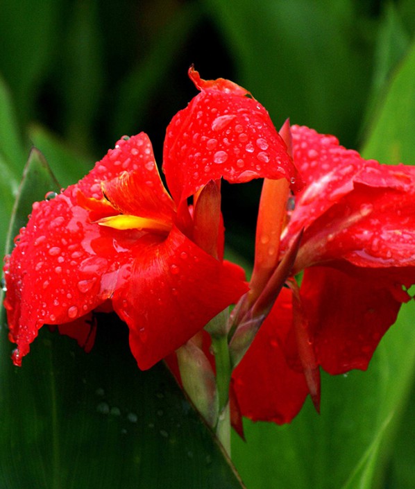 美人蕉（紅花）