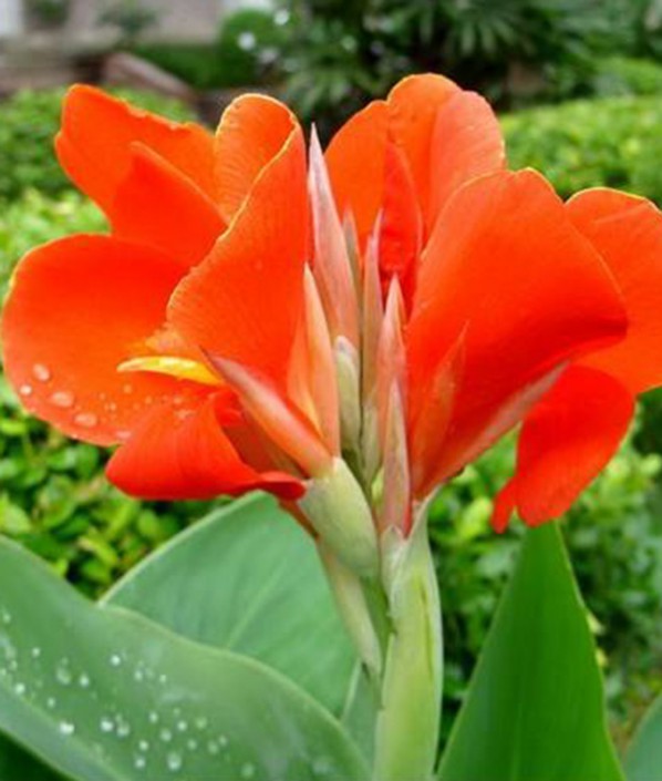 水生美人蕉（紅色）