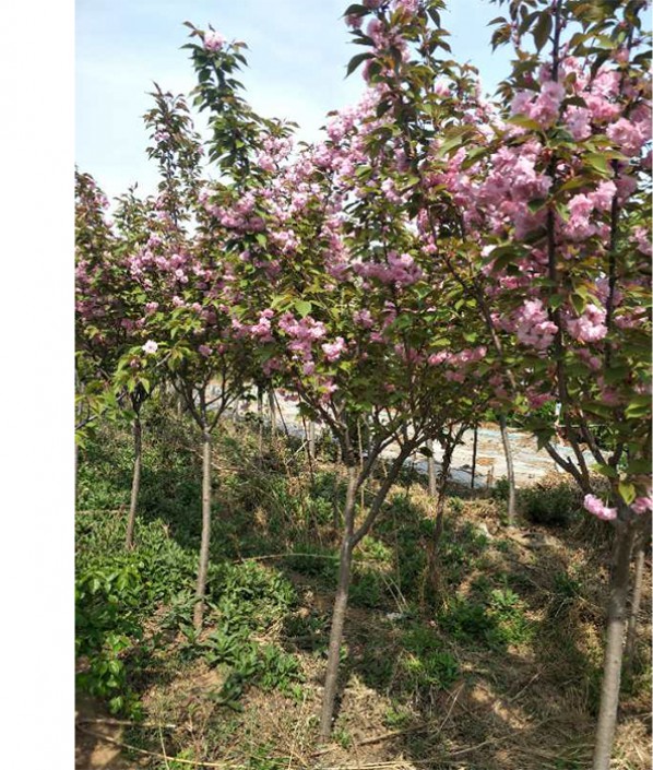 櫻花