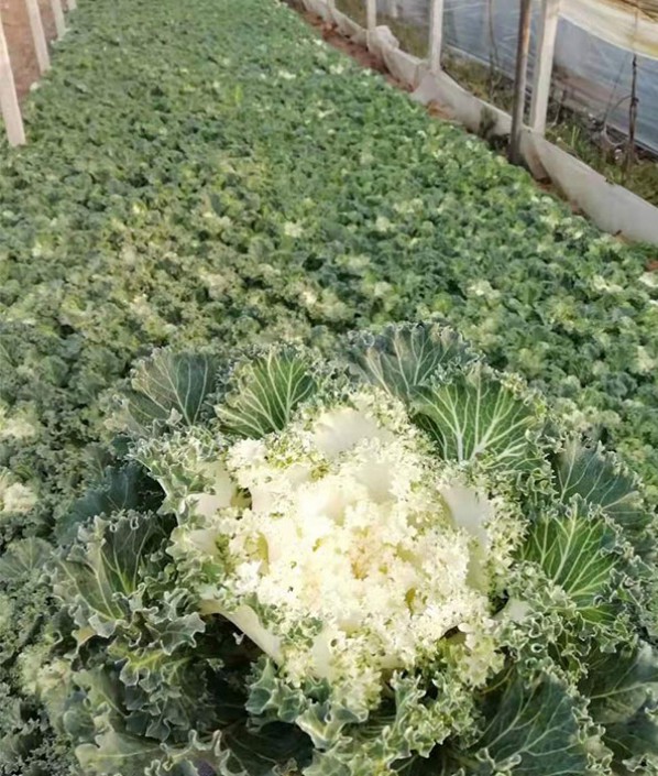 羽衣甘藍(lán)