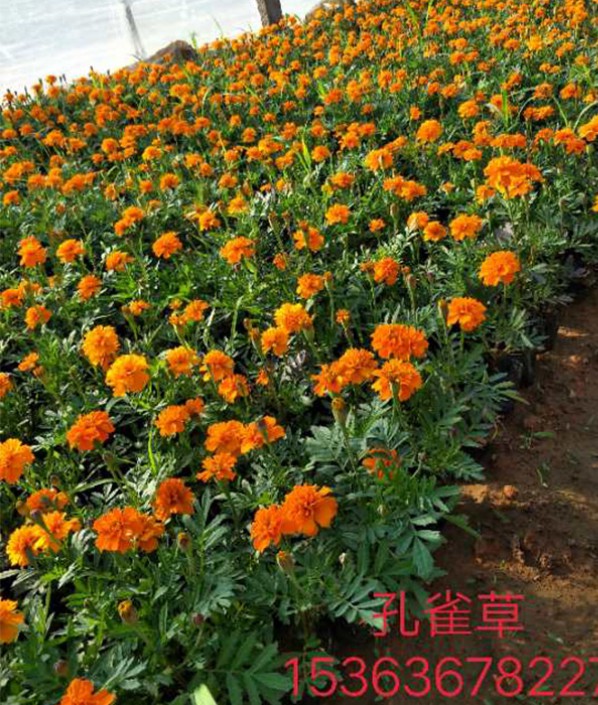 孔雀草
