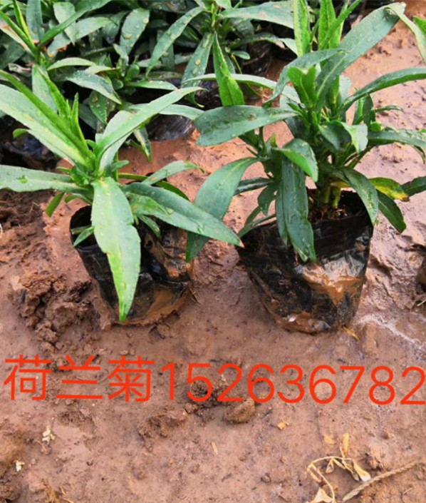 荷蘭菊