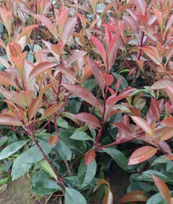 紅葉石楠