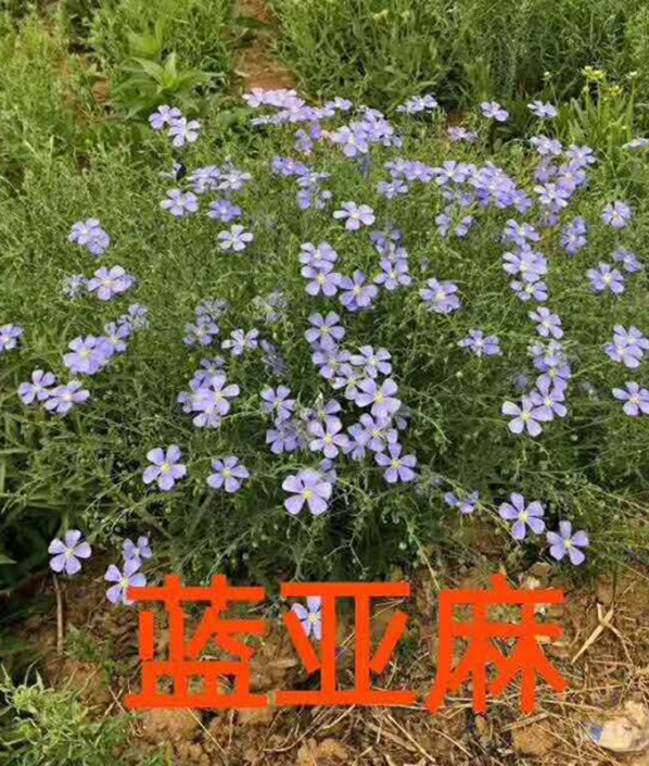 蘭亞麻