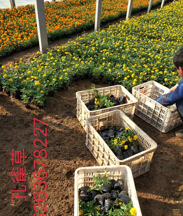 孔雀草