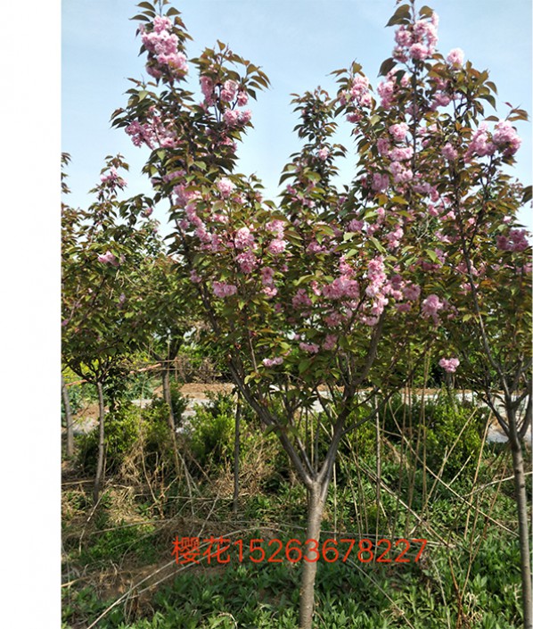 櫻花