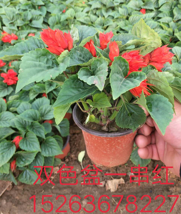 雙色盆一串紅
