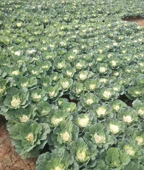 羽衣甘藍