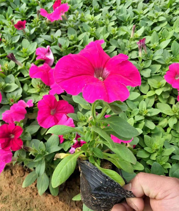 矮牽牛
