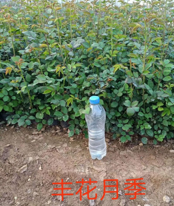 豐花月季