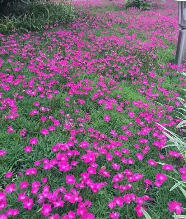 歐石竹