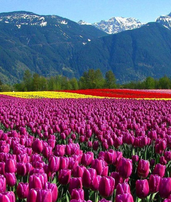 郁金香花海