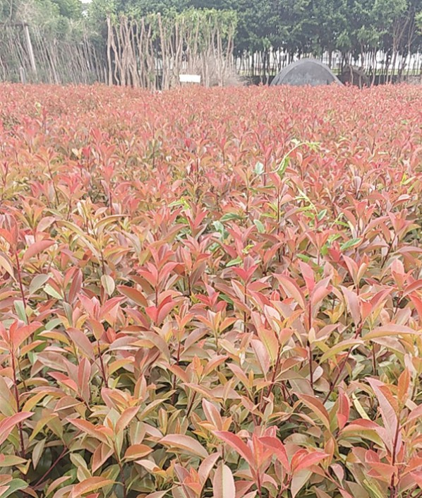 紅葉石楠