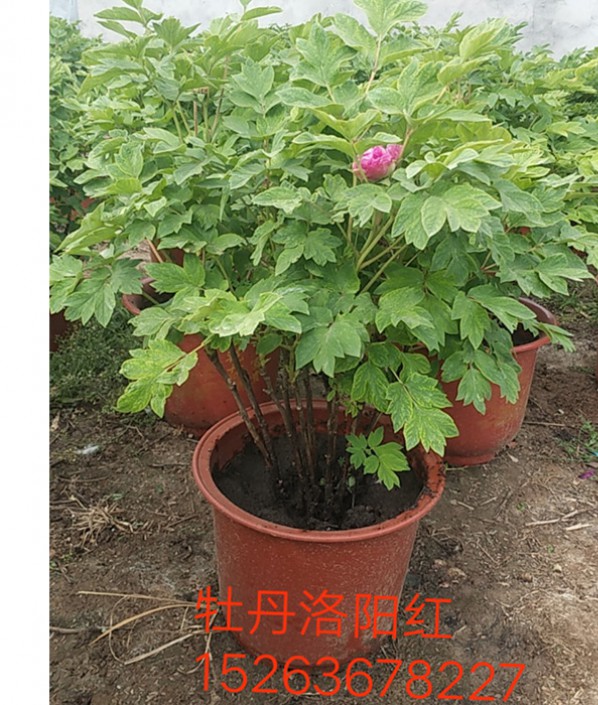 洛陽(yáng)紅
