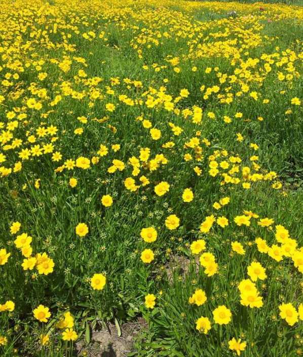 金雞菊