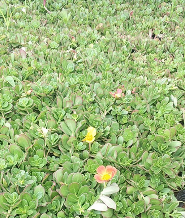 太陽花