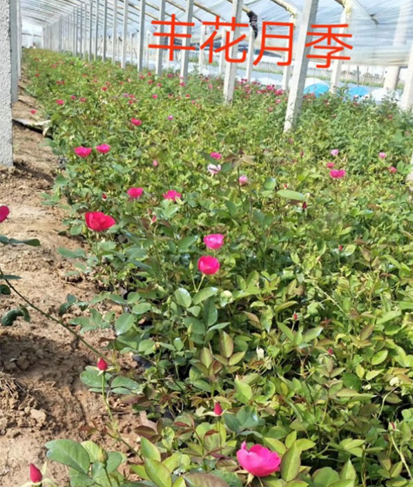 豐花月季