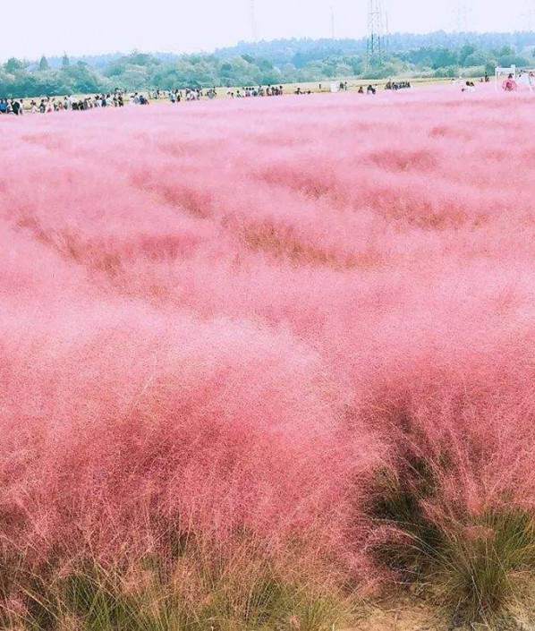 粉黛亂子草