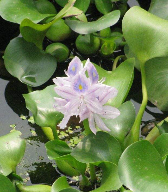 水葫蘆