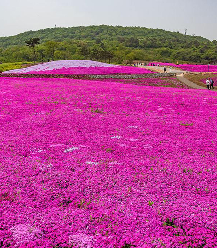 芝櫻花海