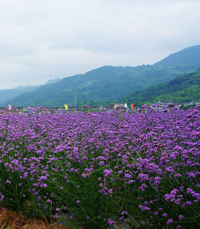 鼠尾草花海