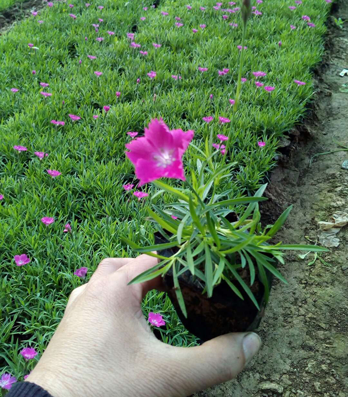 歐石竹