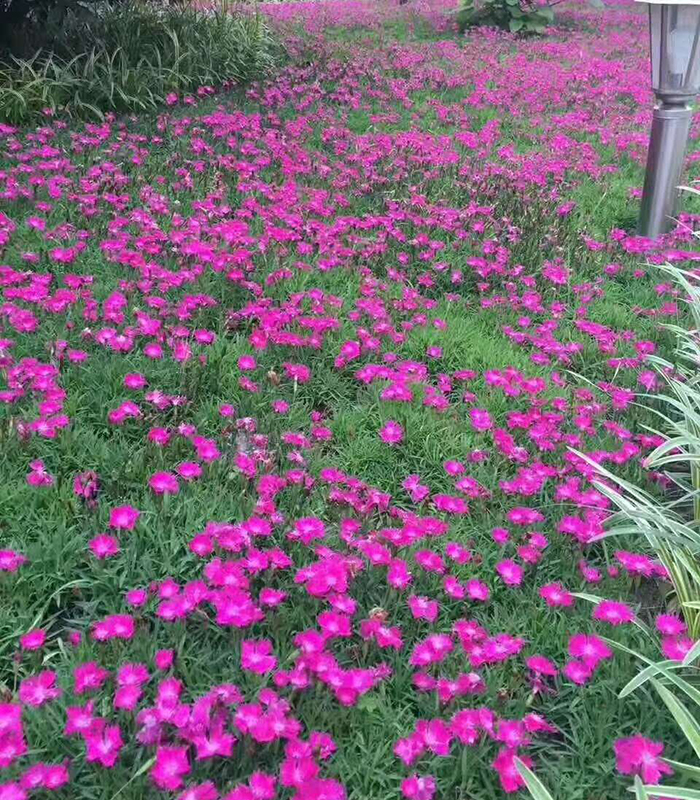 歐石竹