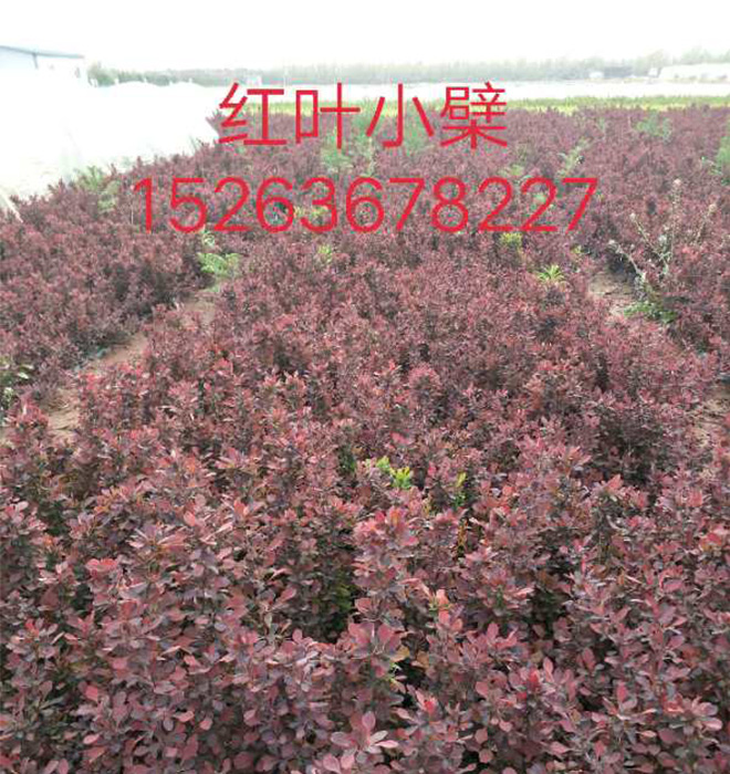 紅葉小蘗