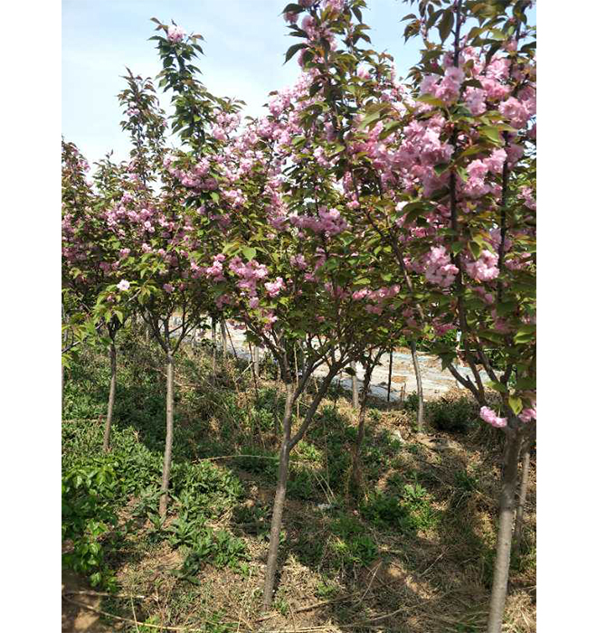 櫻花