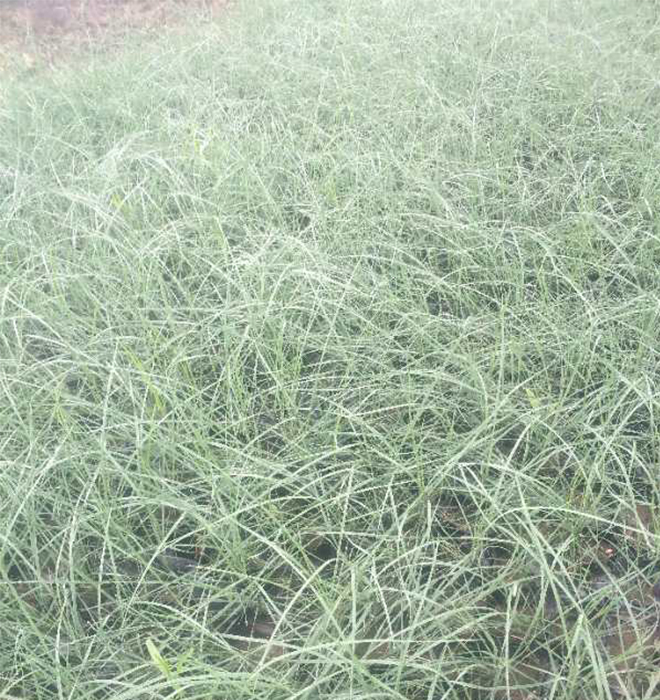 粉黛亂子草