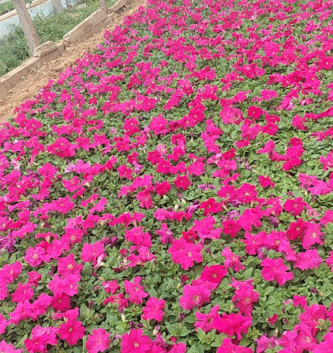 矮牽牛