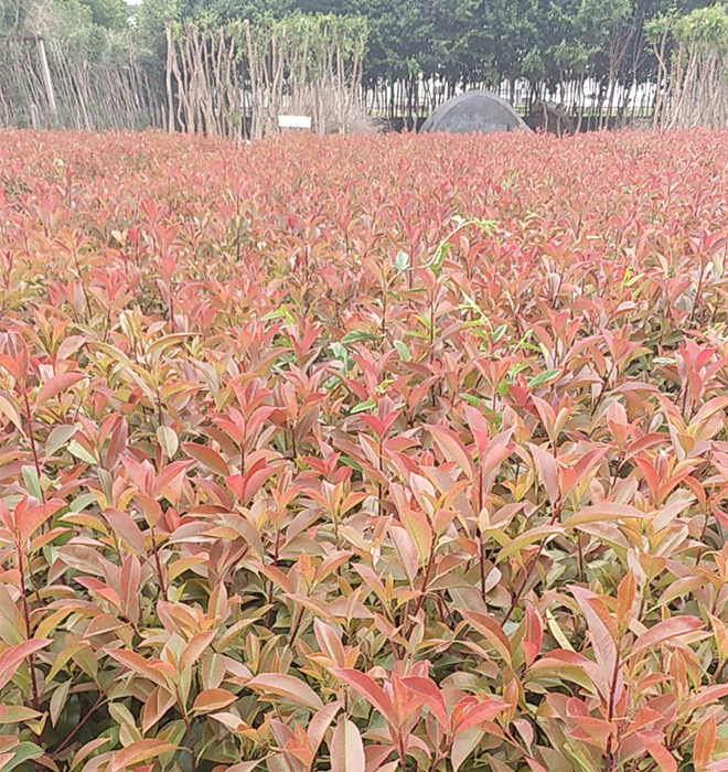 紅葉石楠
