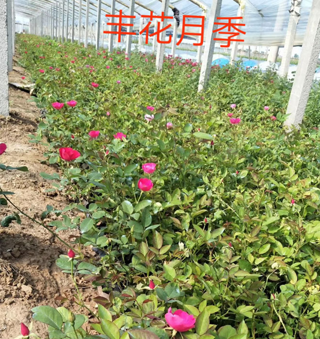 豐花月季