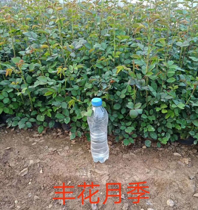 豐花月季